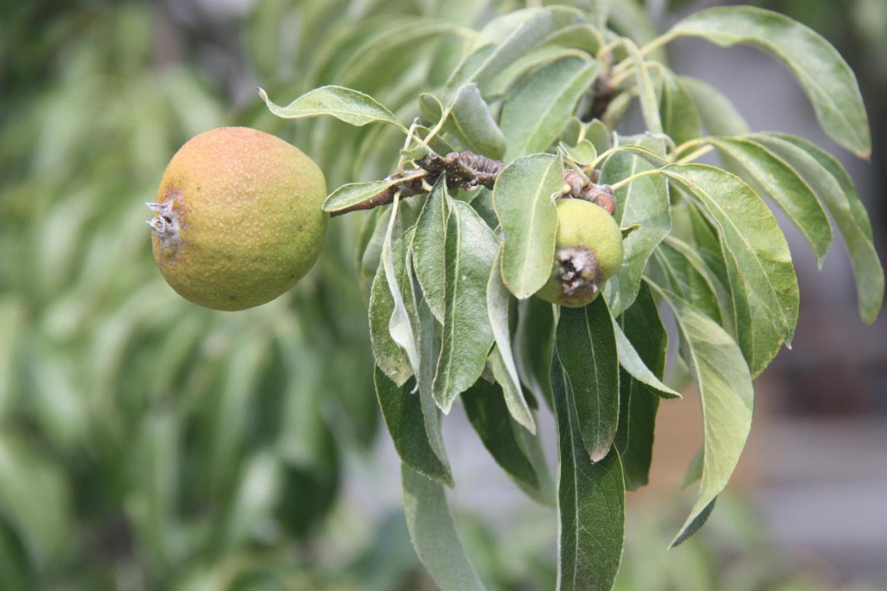 Au Coin Des Cerisiers Βίλα Montclus  Εξωτερικό φωτογραφία